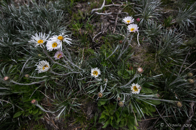 Silver Snow Daisies Celmisia Astelifolia, Charlotte Pass, AU