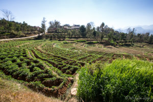 Raised Potato Fields, Panauti-Namobuddha Rd, Nepal