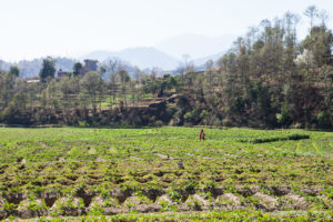 Woman in the Potato Fields, Panauti-Namobuddha Rd, Nepal