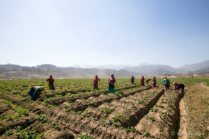 Nepali women tending potato fields, Panauti-Namobuddha Rd, Nepal