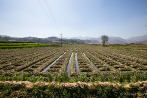Potato furrows, Panauti-Namobuddha Rd, Nepal
