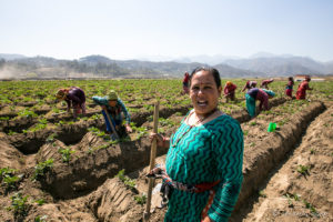 Nepali women tending potato fields, Panauti-Namobuddha Rd, Nepal