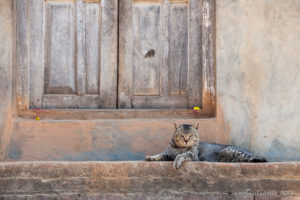 Cat on a step, Panauti-Namobuddha Rd, Nepal