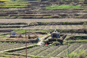 Shrine in terraced fields, Panauti-Namobuddha Rd, Nepal