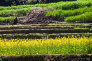 Terraces of blooming mustard plants, Panauti-Namobuddha Rd, Nepal