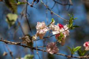 Pink and white blossoms, Panauti-Namobuddha Rd, Nepal