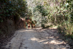 Nepali women with overflowing baskets on head straps, Panauti-Namobuddha Rd, Nepal