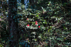 Red Rhododendrons in the tree tops, Panauti-Namobuddha Rd, Nepal