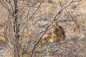 Lion Hiding behind thorn bushes, Etosha National Park, Namibia