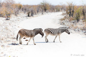 Two zebras crossing a gravel road, Etosha National Park Namibia