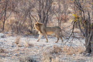 Young Male Lion, Etosha National Park, Namibia
