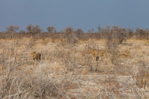 Three Young Male Lions, camouflaged on Namibian grassland, Etosha National Park