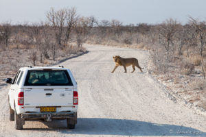 Young Male Lion on the road, Etosha National Park, Namibia