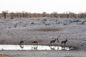 Red hartebeest antelope at a waterhole, Etosha National Park, Namibia