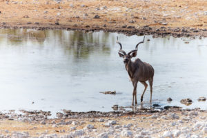 Kudu at a waterhole, Etosha National Park, Namibia