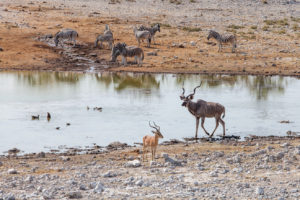 Animals at a waterhole, Etosha National Park, Namibia