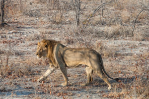 Young Male Lion, Etosha National Park, Namibia