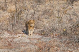 Young Male Lion, Etosha National Park, Namibia