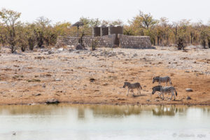 Zebras at a waterhole, walled tanks in the background, Etosha National Park Namibia