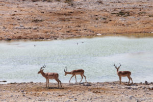 Black-Faced Impala at a waterhole, Etosha National Park, Namibia
