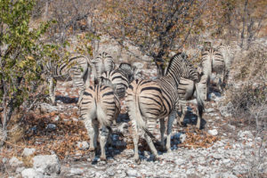 Zebras in scrub, Etosha National Park, Namibia