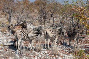 Zebras in scrub, Etosha National Park, Namibia