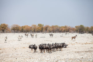 Wildebeests, Etosha National Park, Namibia