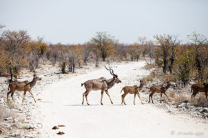 A group of kudus on a dusty roadway, Etosha National Park, Namibia