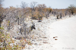 zebra crossing a gravel road, Etosha National Park Namibia