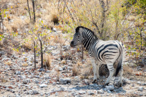 Zebra in scrub, Etosha National Park, Namibia