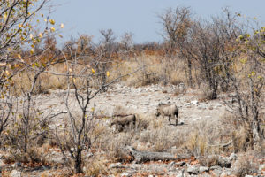 Warthogs in scrub, Etosha National Park, Namibia