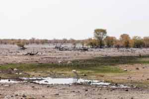 Springboks at a green waterhole, , Etosha National Park, Namibia