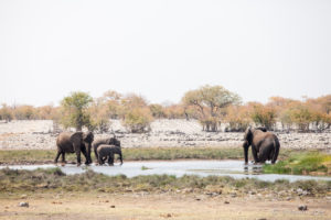 Elephants at a green waterhole, , Etosha National Park, Namibia