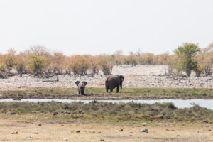 Elephants at a green waterhole, Etosha National Park, Namibia