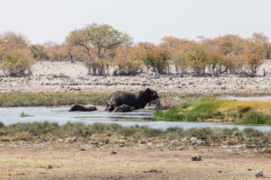 Elephants at a green waterhole, Etosha National Park, Namibia
