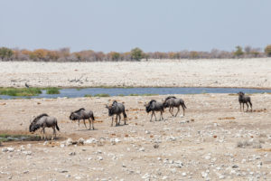 Wildebeest walking in a line away from a waterhole, Etosha National Park, Namibia