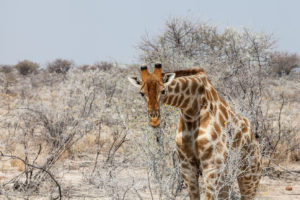 Giraffe, Etosha National Park, Namibia