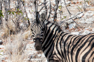 Head of a Zebra in scrub, Etosha National Park, Namibia