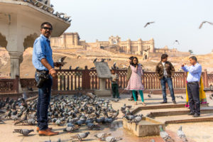 Indian man feeding the pigeons, Amer Fort, Jaipur India