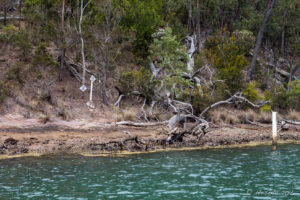 Sapphire waters on the foreshores of Pambula Lake, Australia