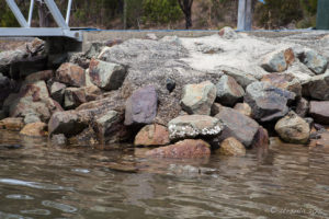 Oyster Shells on the rocks at the dock, Landing Road Pambula Australia