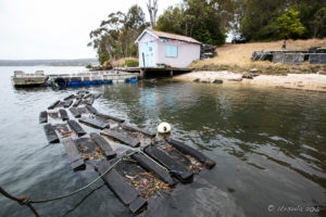 Oyster Shack and oyster lease, Pambula River, Australia