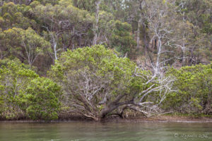 Mangroves on the Foreshore, Pambula River, Australia