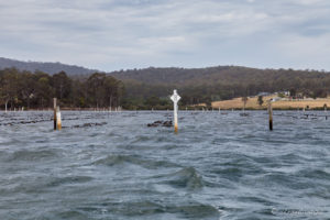 Oyster Farm, Pambula Lake, Australia