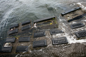 Covered oyster trays, Pambula Lake, Australia