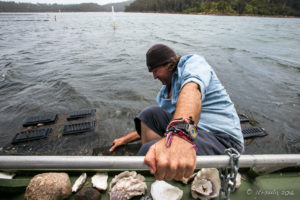 Oyster farmer over the side of his punt, Pambula Lake, Australia