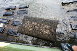 Oysters in their metal growing frame, Pambula Lake, Australia