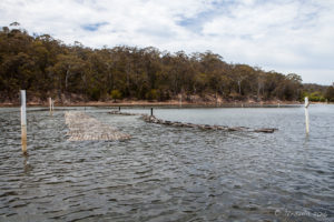 Oyster Lease, Pambula Lake, Australia