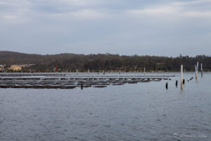 Oyster Farm, Pambula Lake, Australia