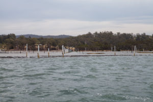 A man working his oyster lease, Pambula Lake, Australia